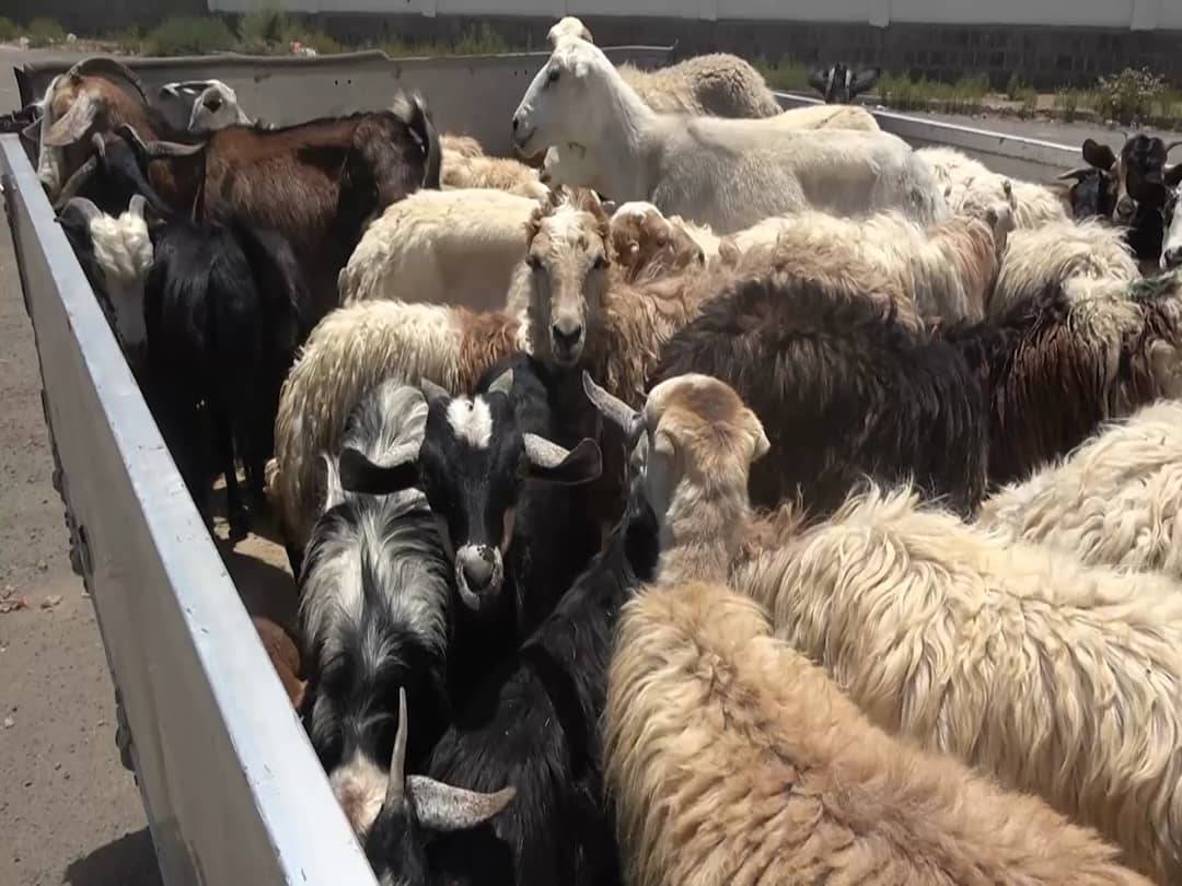 أبناء محافظة البيضاء يسيِّرون قافلة عيدية للمرابطين